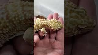 3 ways to pick up your Leopard Gecko 