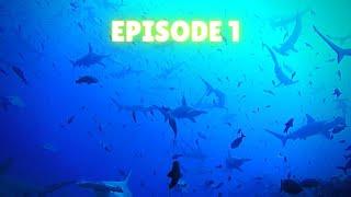 Shark Attacks | Deep Blue Discovery | Episode 1