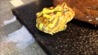 C. cranwelli X C. cornuta (Hybrid) - TRICOLOR-FANTASY - by PACpedia (M&L Pacman Frogs)