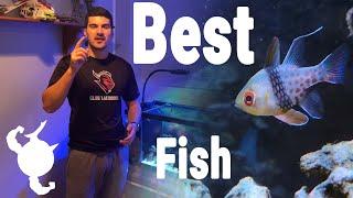 Best Fish For A 40 Gallon Breeder Nano Reef Tank