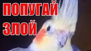 Злой попугай Аркаша не даёт смотреть телевизор Angry parrot Arkasha does not let you watch TV