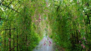 TOKYO. The tunnel of Hagi (the bush clover) in the heavy rain of Typhoon No.14 #4K #萩のトンネル