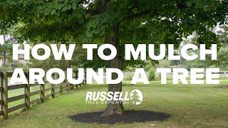 How to Mulch Around a Tree