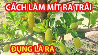 Cách Làm Mít Ra Bông Nghịch Vụ - Hướng dẫn làm MÍT RUỘT ĐỎ RA TRÁI