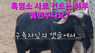 신성[동물농장 흑 염소방송tv] 흑염소 사료 건초 먹이는 하루 몇번  주시나요? #흑염소 #건초 #사료 #염소먹이