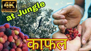 काफल पाक्यो? Let's Eat Kafal.... Ft. Yogesh Ghimire in 4K | BeLike AneeL