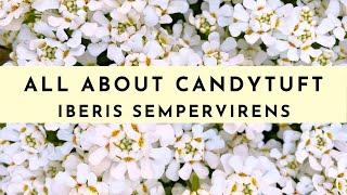 Candytuft Plant Care: How to Grow & What To Know (Iberis Sempervirens)