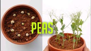 Grow Peas from store bought dry peas | Quarantine gardening EP 8 | SDK Garden