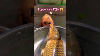 What happened When DOG Kiss Fish | Funny Videos for Toddlers #youtubeshorts #shortsfeed #puppy