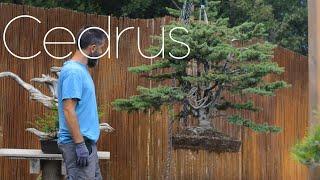 Massive Cedrus atlantica - Big Change - Arkefthos Bonsai