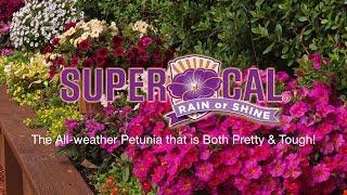 SuperCal® Petunias Take the Rain and Keep On Blooming!