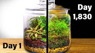 Simulating a Forest in a Jar for 5 Years