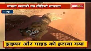 Raipur Jungle Safari का Video Viral | Tourist Vehicle के पीछे दौड़ता Tiger