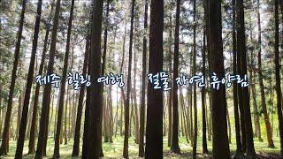 [절물자연휴양림] 제주도 가볼만한 곳 Jeolmul Recreational Forest, Jeju Island