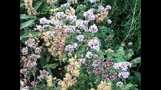 Marjolaine ou origan des jardins 'Origanum majorana' Des arômes parfumés