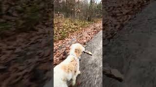 Chippy found another deer leg in the woods~ Hunting dog~ Country dog ~ Happy dog