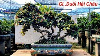 Duối Quái Nghệ Thuật. Hải Châu BonSai Đẹp Giao Lưu Lh Zalo #0386484997