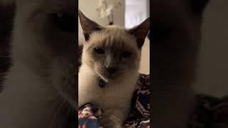 Kitten Attack Siamese Tabby #cats #catvideos #kitten #pets #siamese #tabbycat #baby #hunting