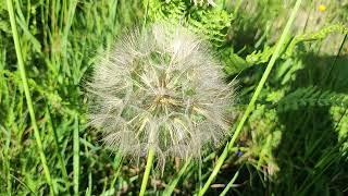 Tragopogon pratensis (Goat's-beard)