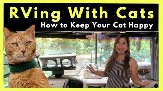 RVing with Cats: How to Keep Your Cats Happy