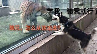 【哈士奇系列】一大波搞笑二哈来袭#哈士奇 #萌宠 #pets #萌寵 #狗狗