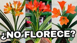 PORQUE MI Clivia NO FLORECE ( CLIVIA MINIATA )