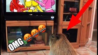 Caught my Capybara watching Among Us on the tv