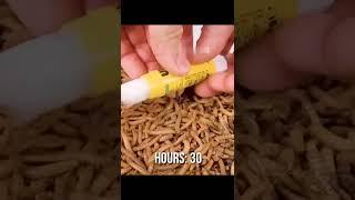 Mealworm vs UHU | Travel | Adventure Time