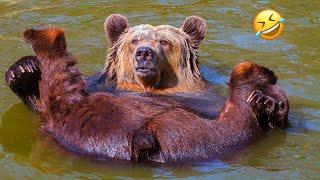 FUNNIEST Bear Compilation | Funny Bears Funniest Animals Videos | 10 Minutes Best Videos