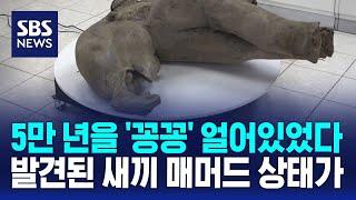 5만 년을 '꽁꽁' 얼어있었다…발견된 새끼 매머드 상태가 / SBS / 오클릭