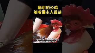 聪明的公鸡，能听懂主人说话 #shorts #奇闻趣事 #趣事