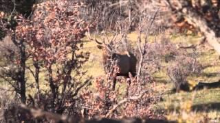 Fly Rod Chronicles with Curtis Fleming - Cast  Blast Show