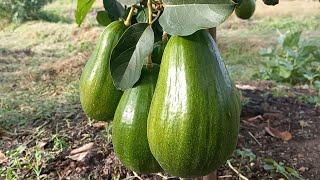 Super Big Avocado Harvest