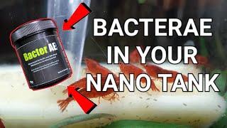 How To Use BacterAE In A Nano Shrimp Tank