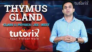 What is Thymus gland | Class 11 | BIOLOGY | JEE | NEET | Tutorials Point