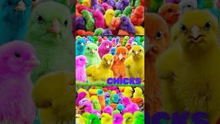 Chicken babies  #funnyanimal #morga #funny