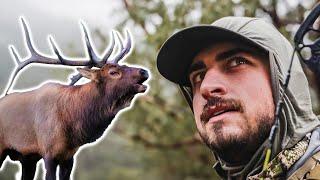 BOWHUNTING BUGLING BULLS IN NEW MEXICO