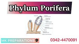 Phylum Porifera | General Characters and Important Points | MK Preparations | Zoology MCQs | PPSC