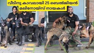 വീടിനു കാവലായി 25 കടിയൻ നായകൾ|Belgian Malinois Dogs