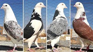 Шикарная коллекция акбашей, чапов | Иранские высоколетные голуби | Iranian highflying pigeons