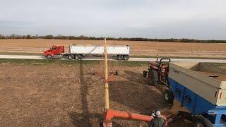 Combining Beans and Filling Trucks | Harvest 2020