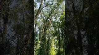 #Trail #Trees #Travel #Vibes #Summer #Greenery #Michigan #MayburyStatePark #Walkthrough #Walking