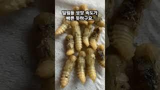 아니! 교실에 밀웜 방치했더니...