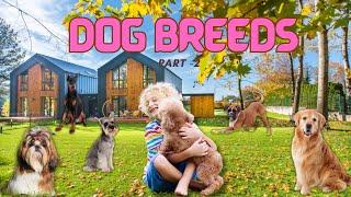 Paws Barks and Beyond | Popular Dog Breeds – Part 2| Animals | Learning for Kids!..