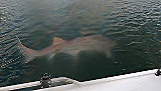 Enormous 7 Gill Shark on Tamar River Dawn Session! Tamar River Fishing Tasmania 09.03.2025