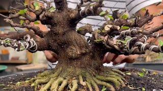 Jutaan sampai Puluhan Jt || SEKALI PANEN BONSAI THE BEST SEMUA || Mr. Ria Rizal