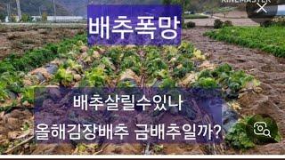 한우보다 비싼 배추 선묘스님 배추농사  대박났슈~