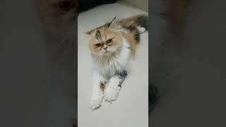 Adipavikollaikari| watch till end #shorts #funny #comedy #cat #kitten #viral #trending #food