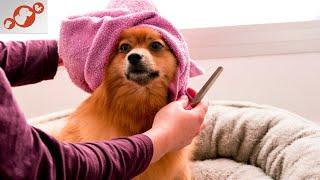  Are You Curious…is your Dog Happy with Care? TOP 10 Signs You Are Taking Good Care of Your Dog!