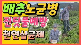 배추노균병 방제방법 천연살균제